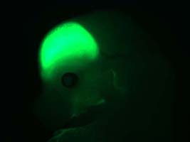 Emx1-Cre recombination pattern in the forebrain of the E13.5 embryo (eGFP Cre reporter).